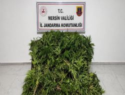 JANDARMADAN YASADIŞI KENEVİR EKİMİ OPERASYONU